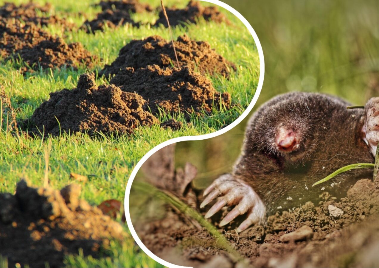 Як позбутись від кротів на ділянці