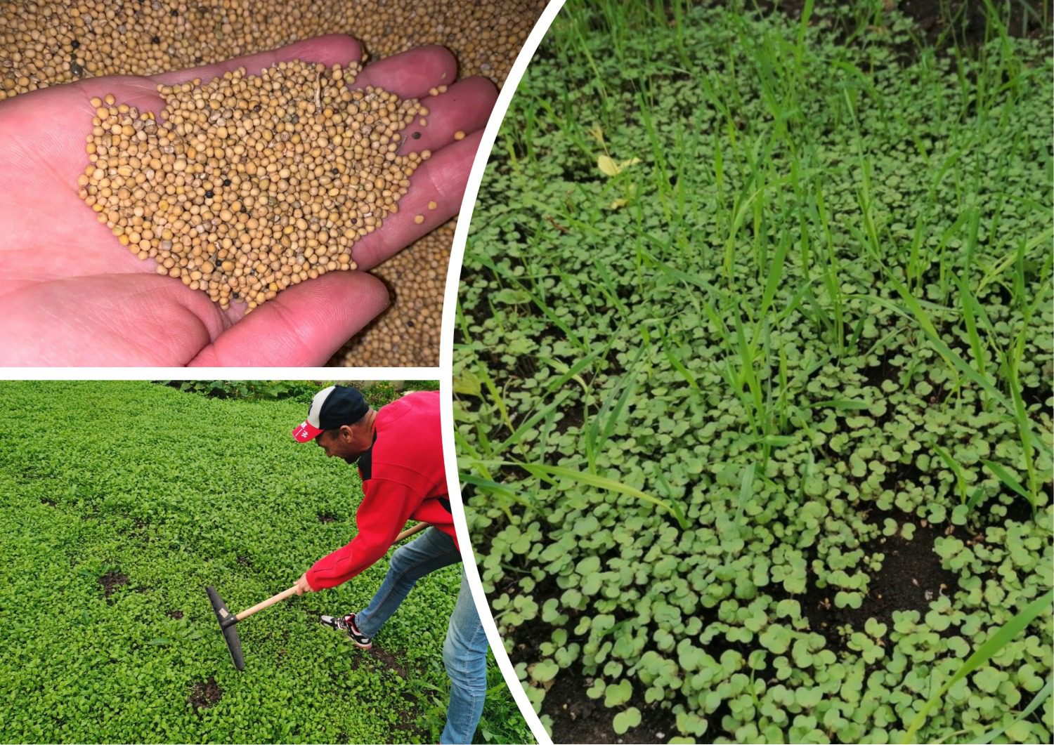 Коли та як правильно косити сидерати