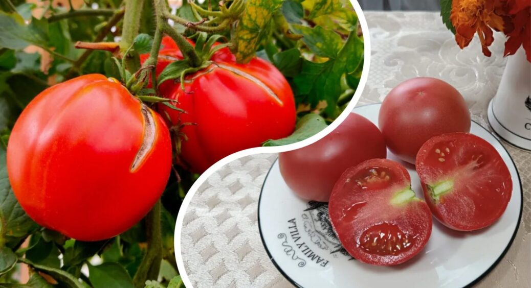 Розсаду сортових помідорів вирощую сама, а от гібриди — купую: 4 найврожайніших та найсмачніших томатів 