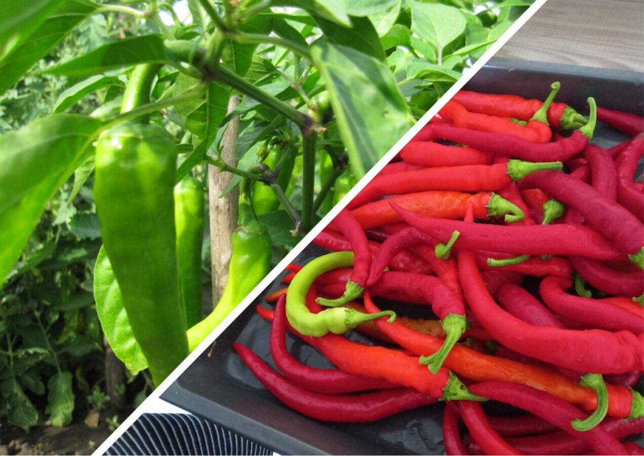 Сорт гострого перцю для балкону та городу