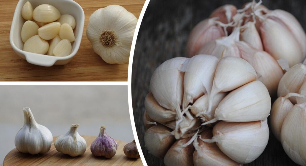 На 2-й день після посіву озимого часнику підживлюю його 1 розчином: зубчики б’ють рекорди своїм розміром 