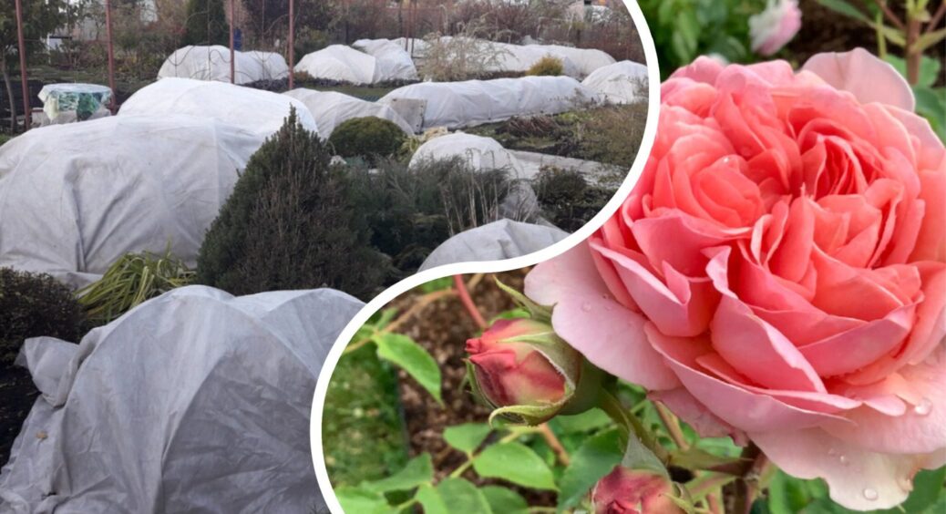 Від плівки – конденсат, але є 1 краща альтернатива: вкриваю цим троянди на зиму – милуюся красою весною 