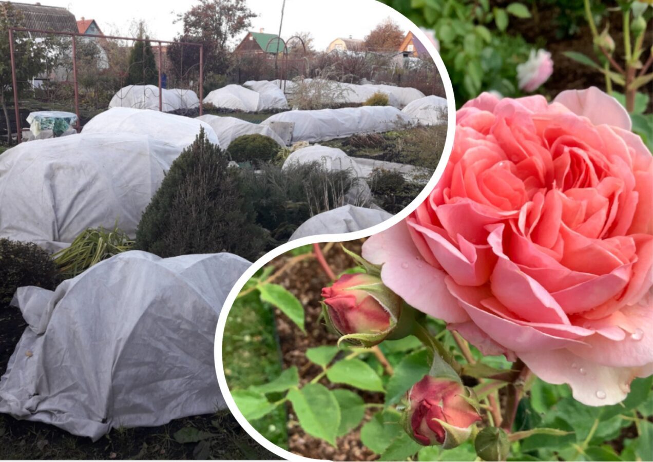 Як укрити троянди на зиму