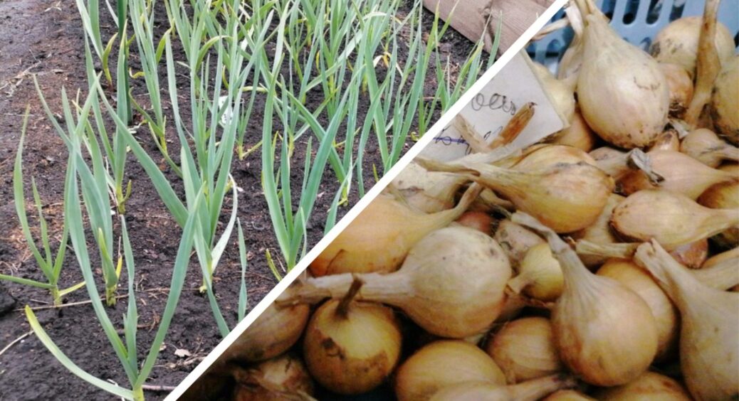 Ніколи не саджаю цибулю, поки не побачу цю 1 ознаку – день для рекордного врожаю підкаже краще за термометр 