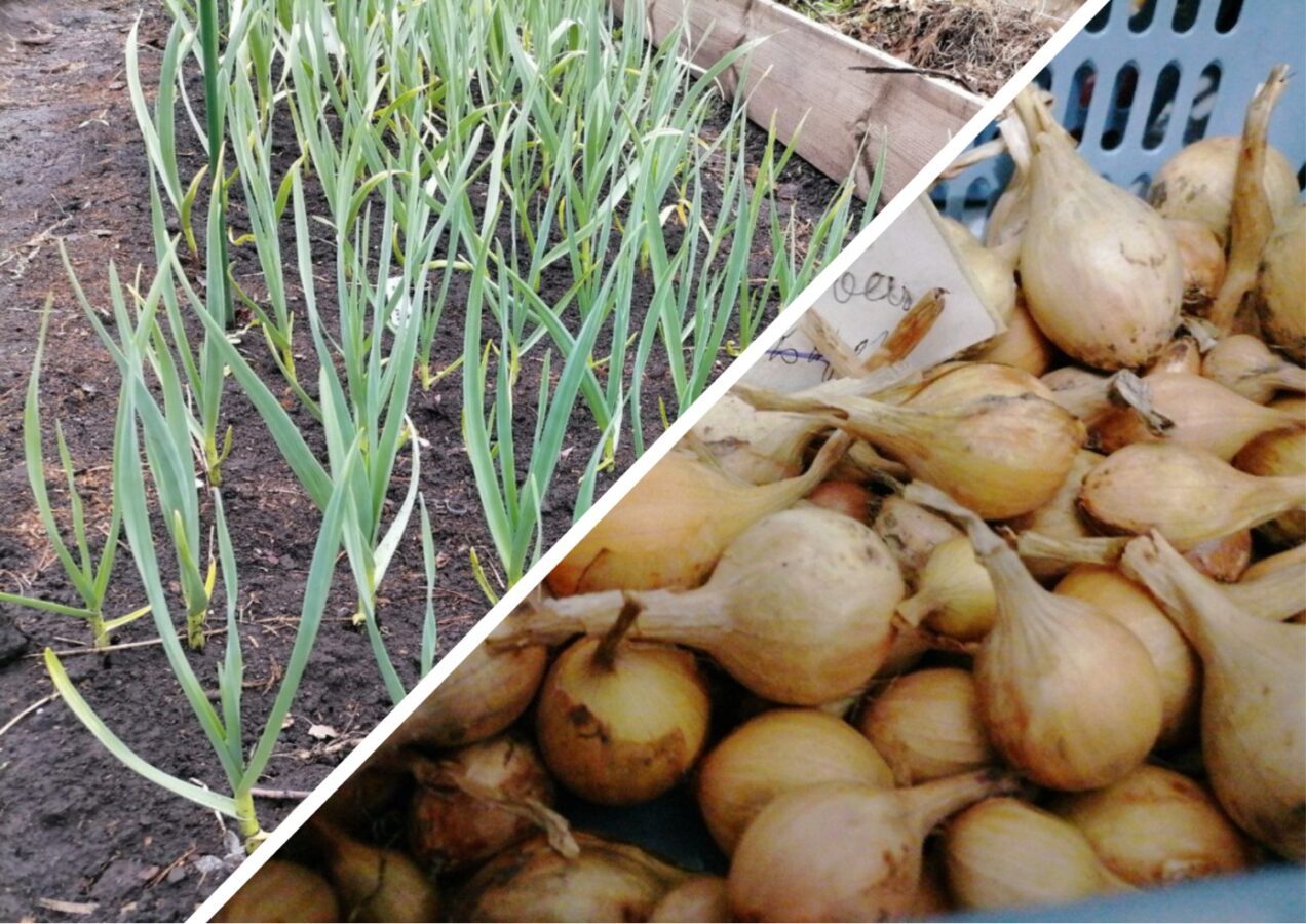 Городники розповіли, коли у жовтні краще садити озимий часник і цибулю 