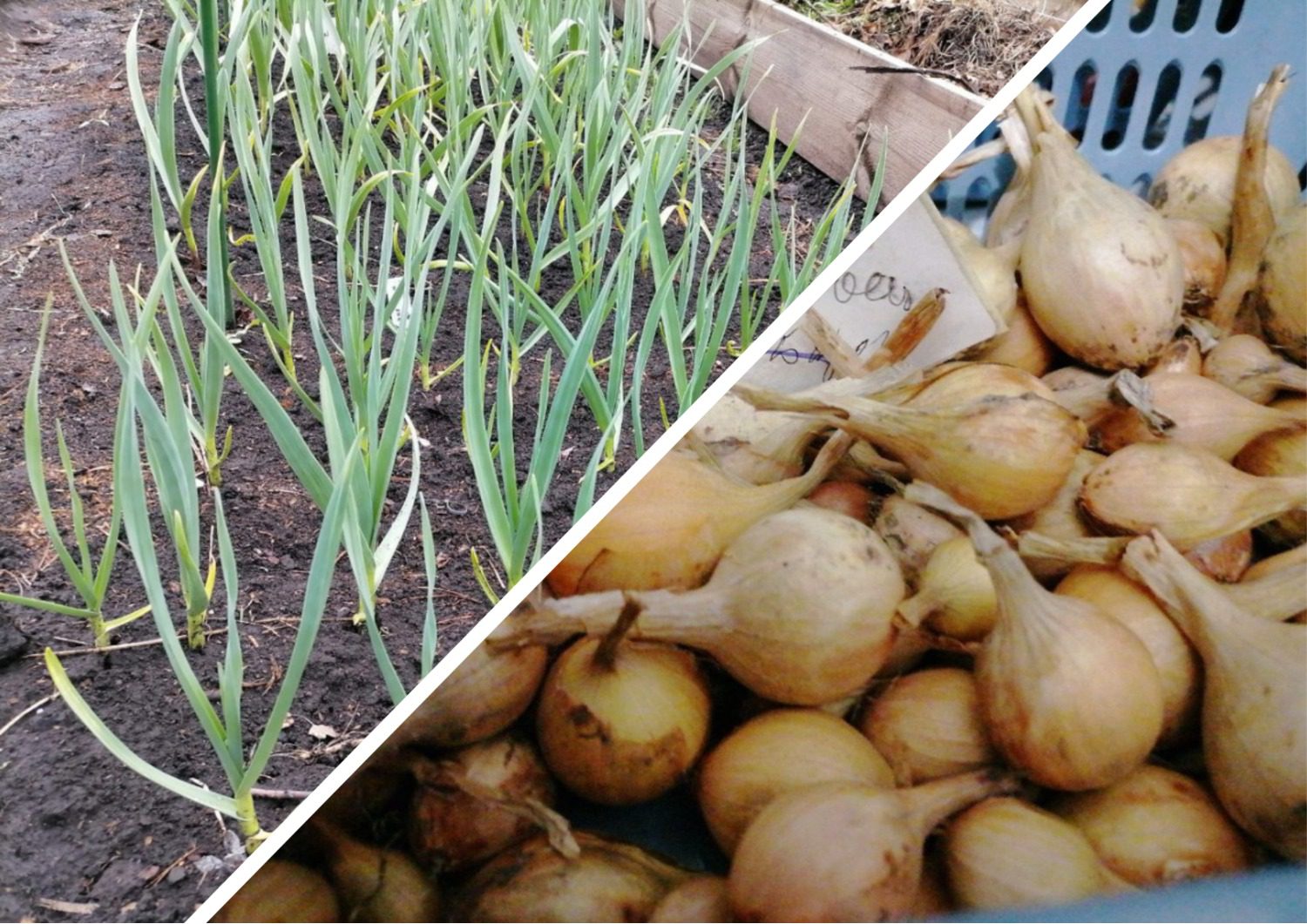 Коли найкраще садити озиму цибулю