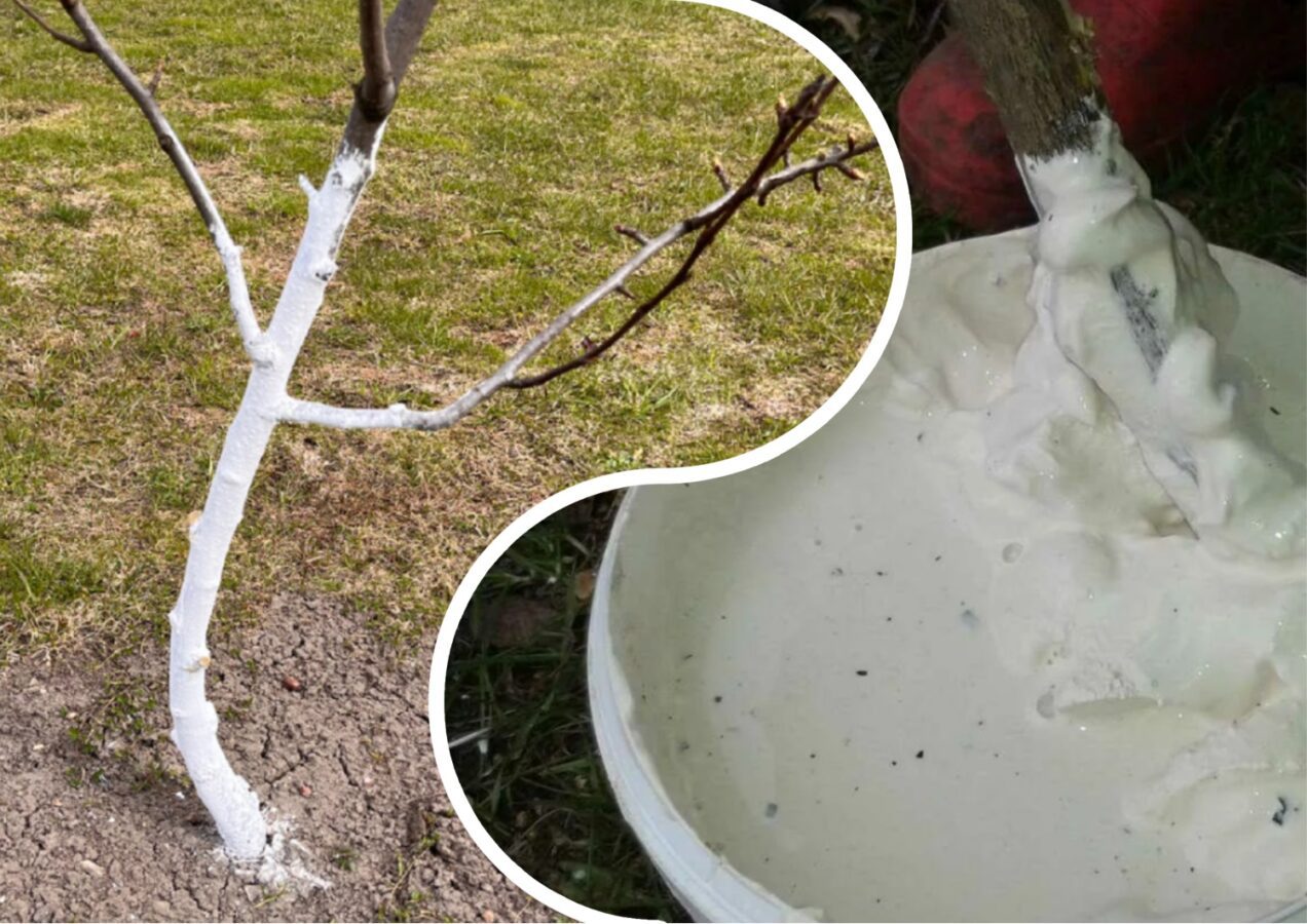 Чим білити дерева найкраще