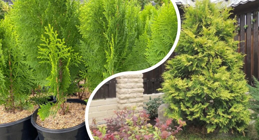 Роблю 3 хитрощі восени, аби навесні туї не пожовтіли: мороз, сніг і перепади температури хвої не страшні! 