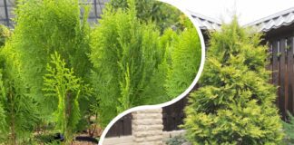 Як доглядати за туями в саду, аби вони не жовтіли