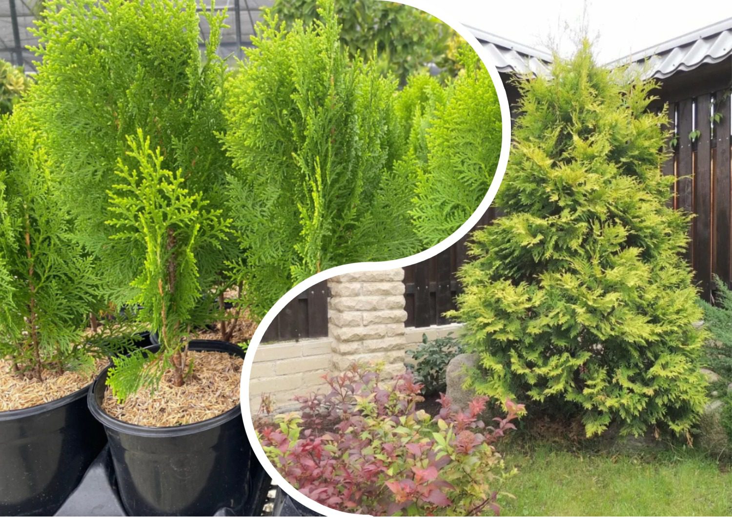 Як доглядати за туями в саду, аби вони не жовтіли