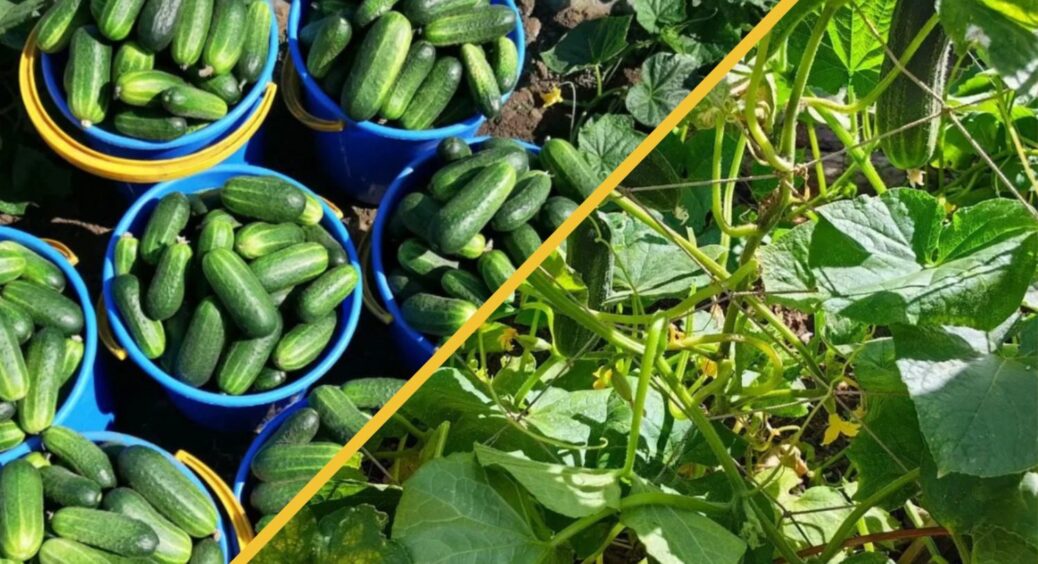 Збираю по 5 кг з куща, не борюсь із борошнистою росою: сорт, який “штампує” огірки до середини листопада 