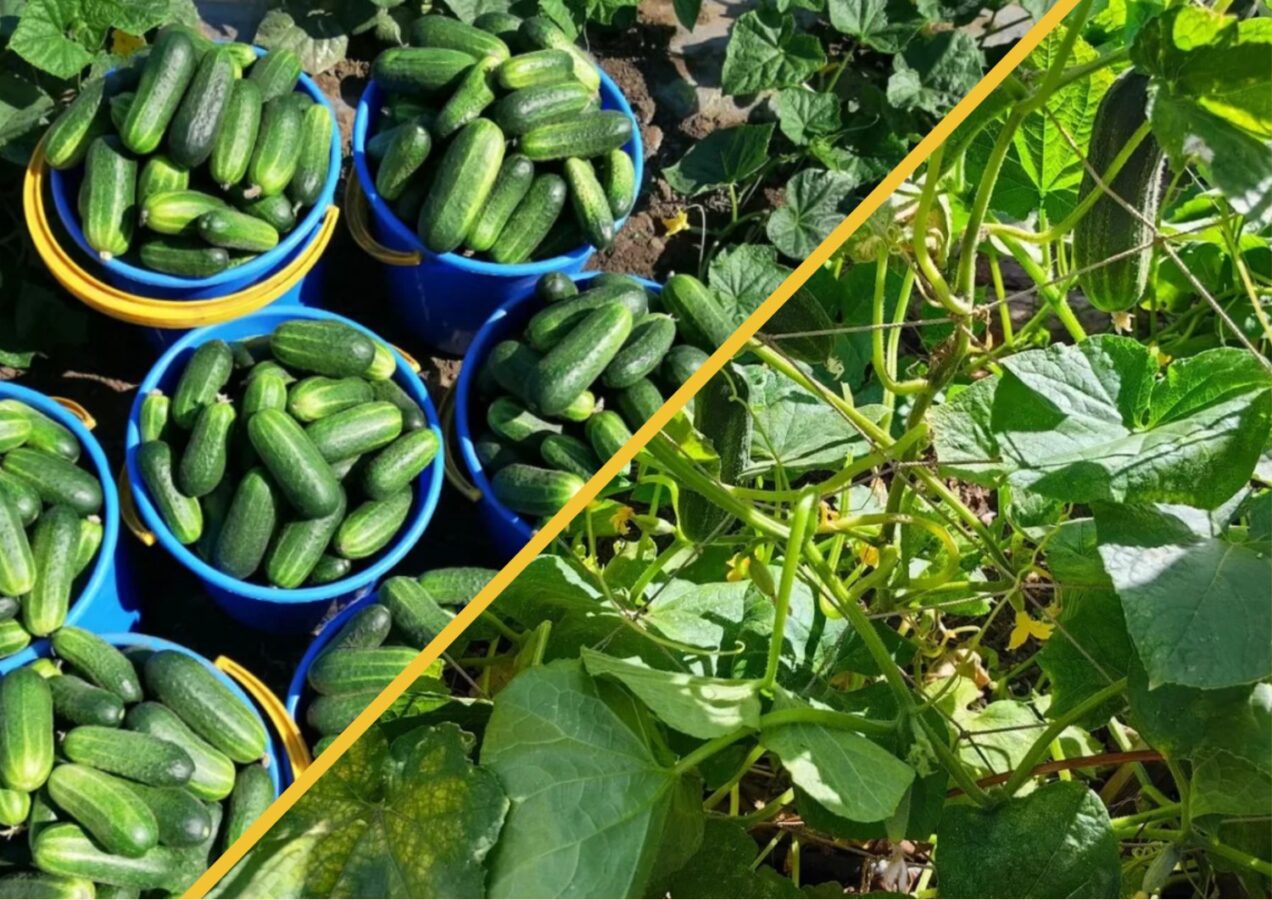 Який сорт огірків дає найсмачніші плоди