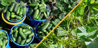 Який сорт огірків дає найсмачніші плоди