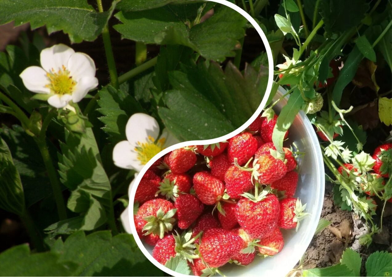 Городники поділилися вдалим методом посадки полуниці