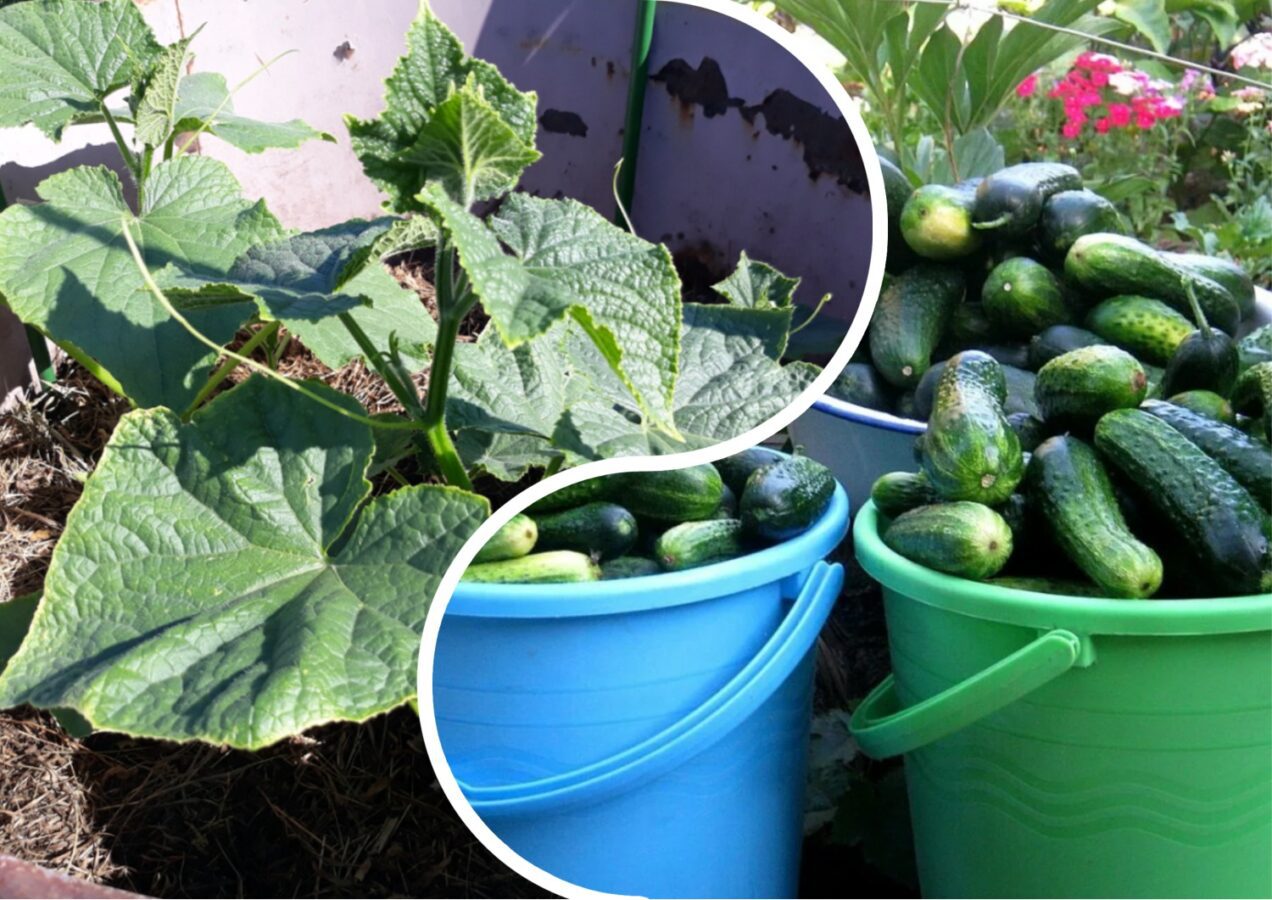 Городники порадили найкращі гібридні сорти огірків