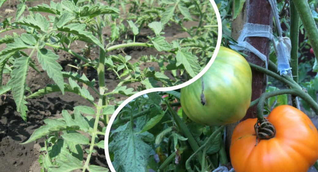 1 склянка + 10 крапель – і помідори у теплиці захищені від фітофтори: дозрівають до самого листопада 