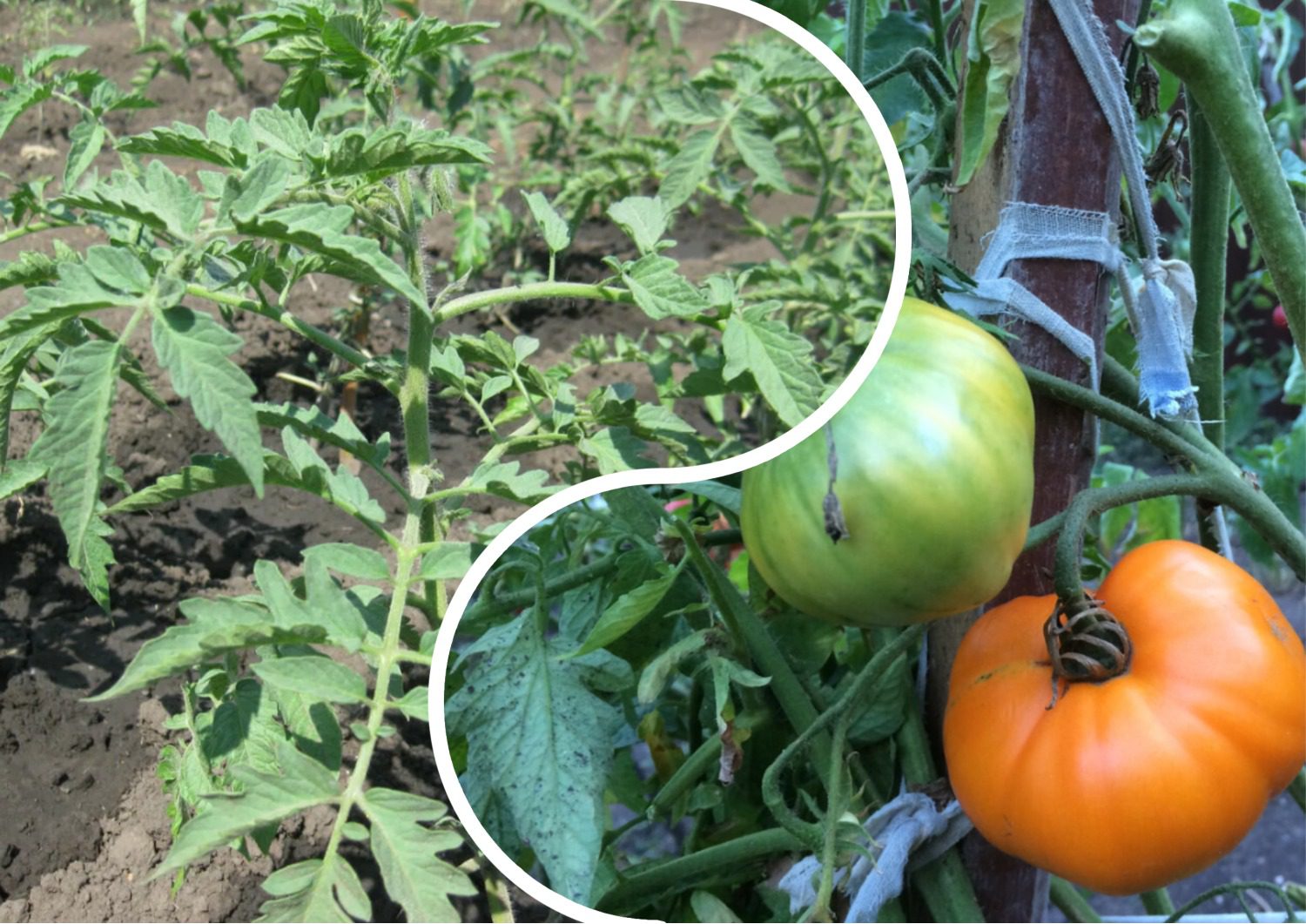 Як захистити помідори від фітофтори