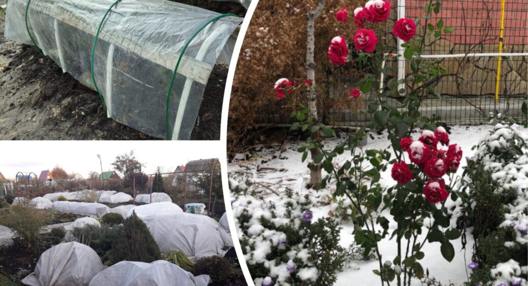 93% троянд випріло до весни: більше не укриваю кущі цим матеріалом – не захищає, а тільки шкодить 