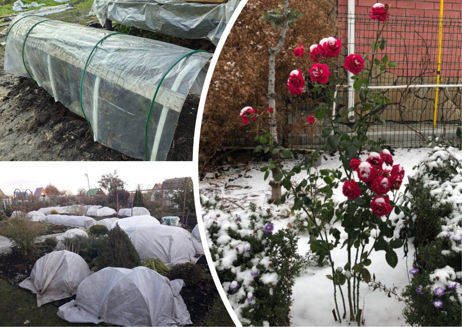Як не можна укривати троянди на зиму