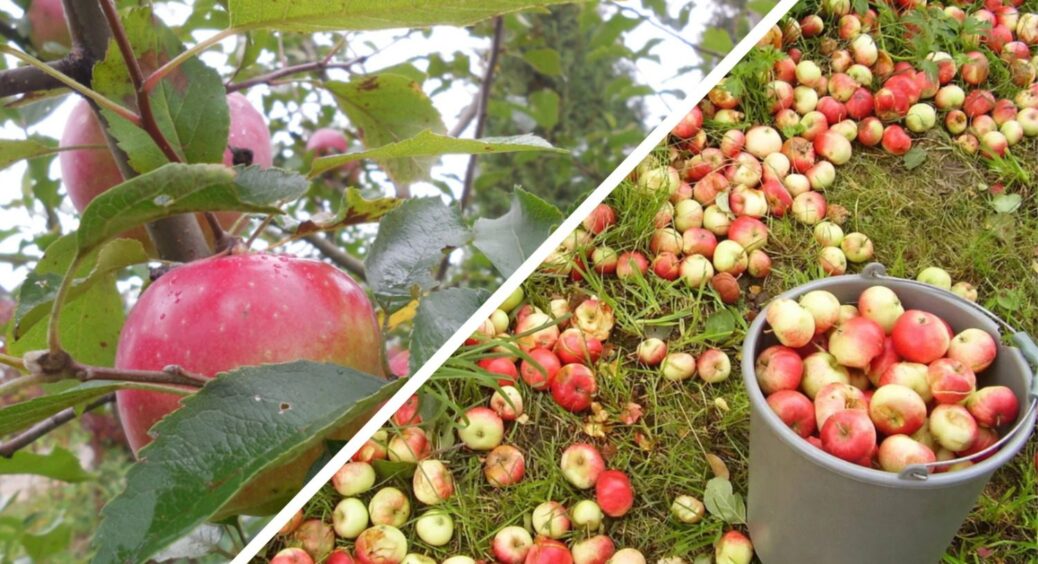 Яблука зберігаю не як всі: лежать хрусткі до самого літа – не гниють і не псуються з цим 1 компонентом 