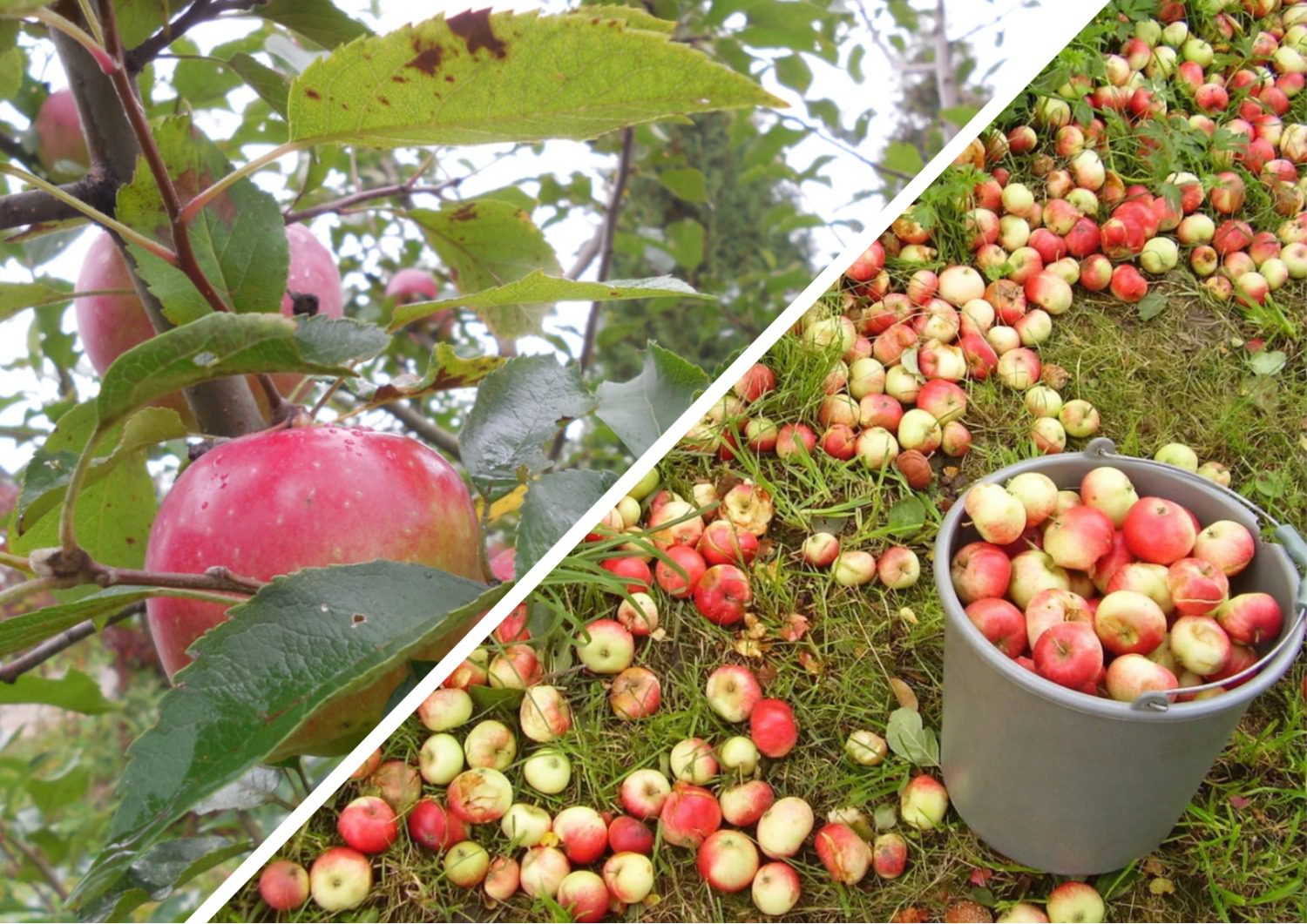 Експерти розповіли, як збирати і зберігати зимові яблука 