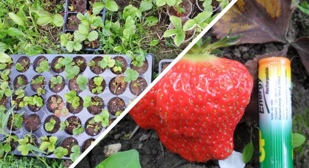 3 городників запитали, чим підживити полуницю восени: кущі зимують без втрат і дають у 3 рази більше ягід 