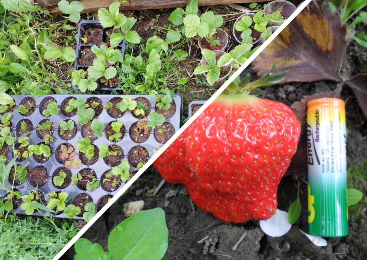 Чим удобрити полуницю для кращої врожайності