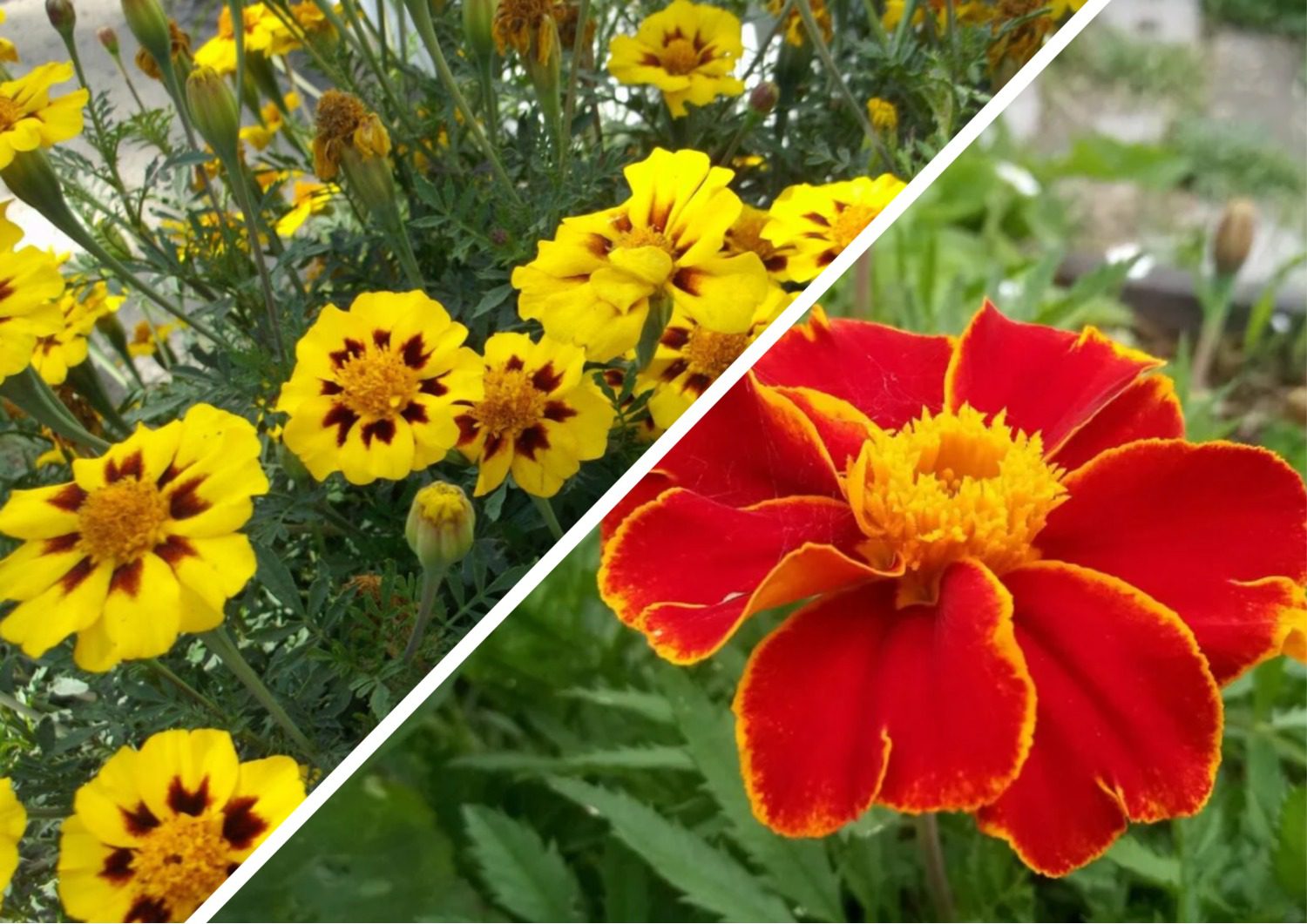 Як зробити компост із чорнобривців