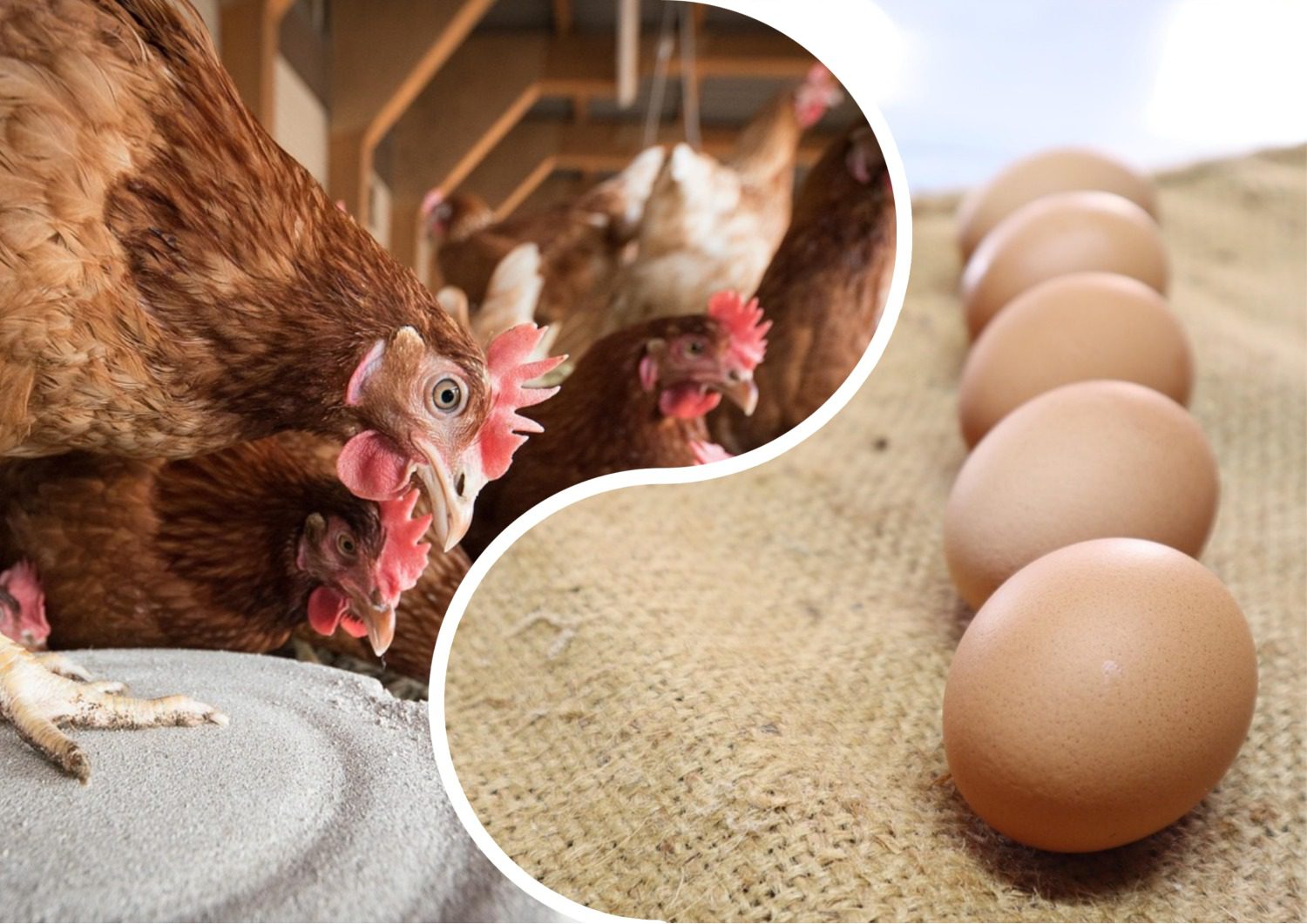 Як покращити кладку яєць курками взимку