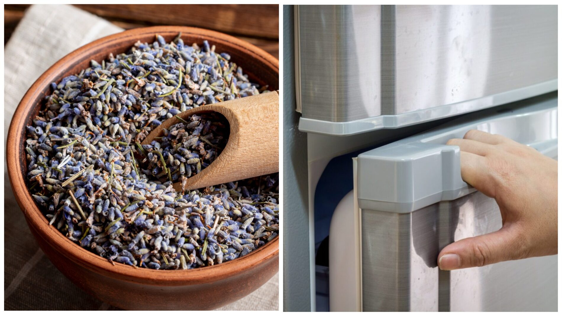 Господині розповіли, як позбутися комах на кухні без отрути