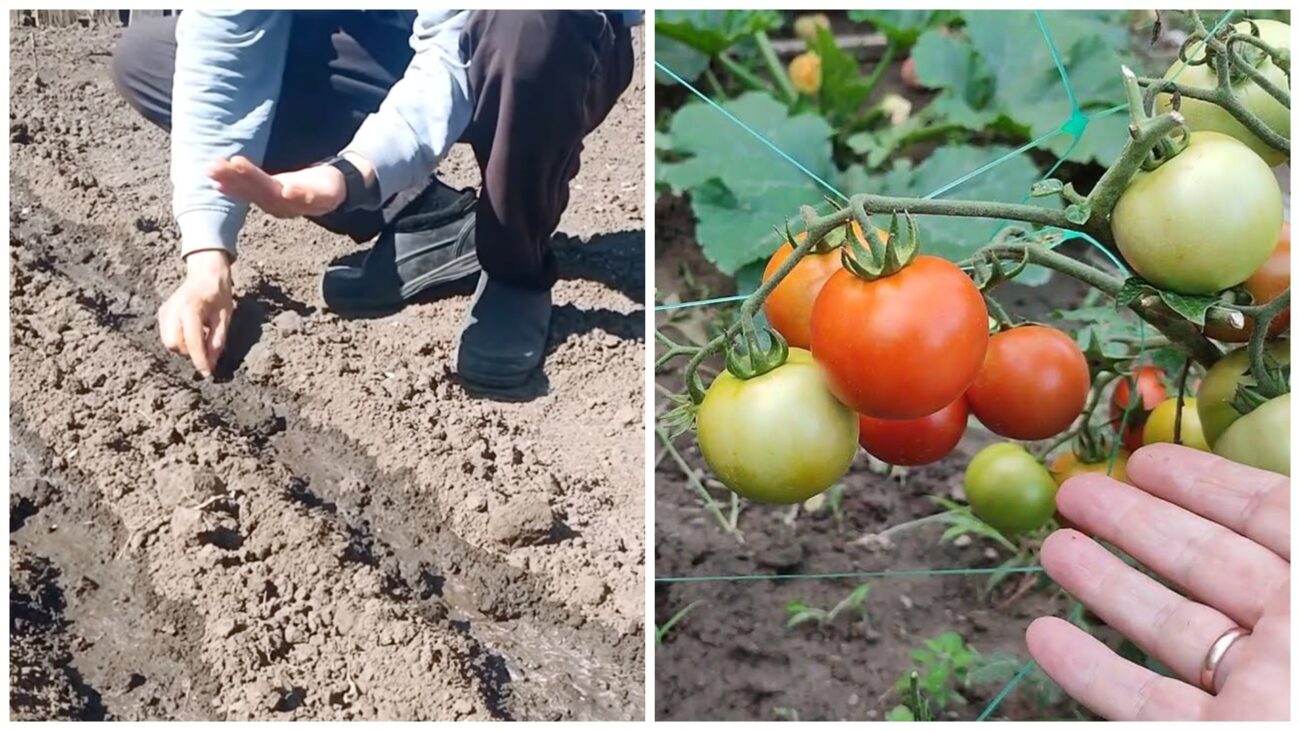 Городники розповіли про способи посіву помідорів під зиму