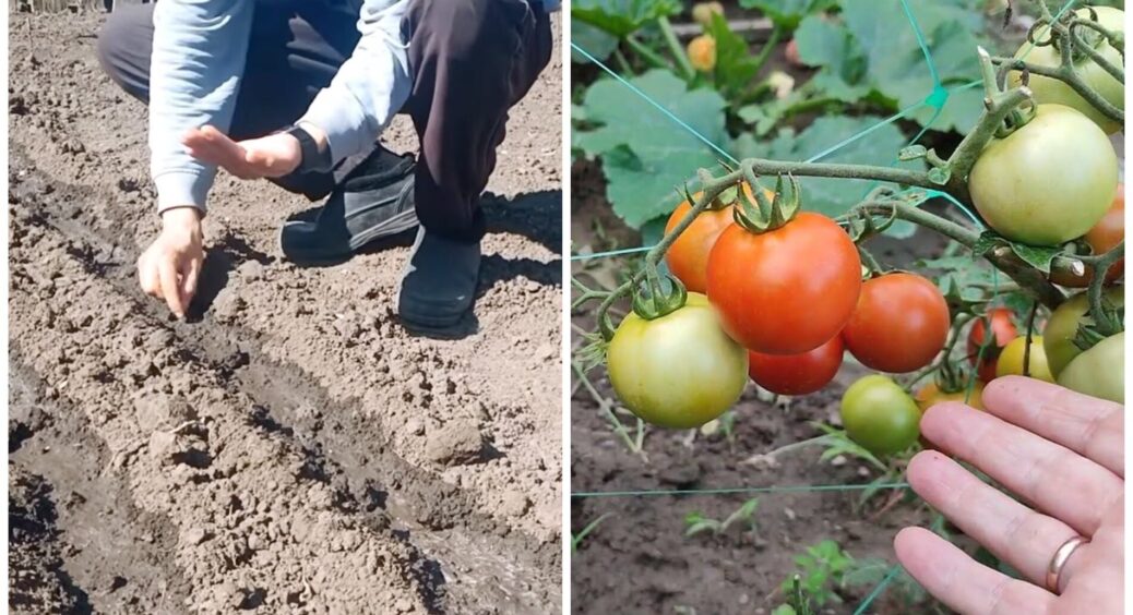 З розсадою я “награлася” вдосталь: висаджую помідори під зиму за 40 хвилин – і клопоту не маю 