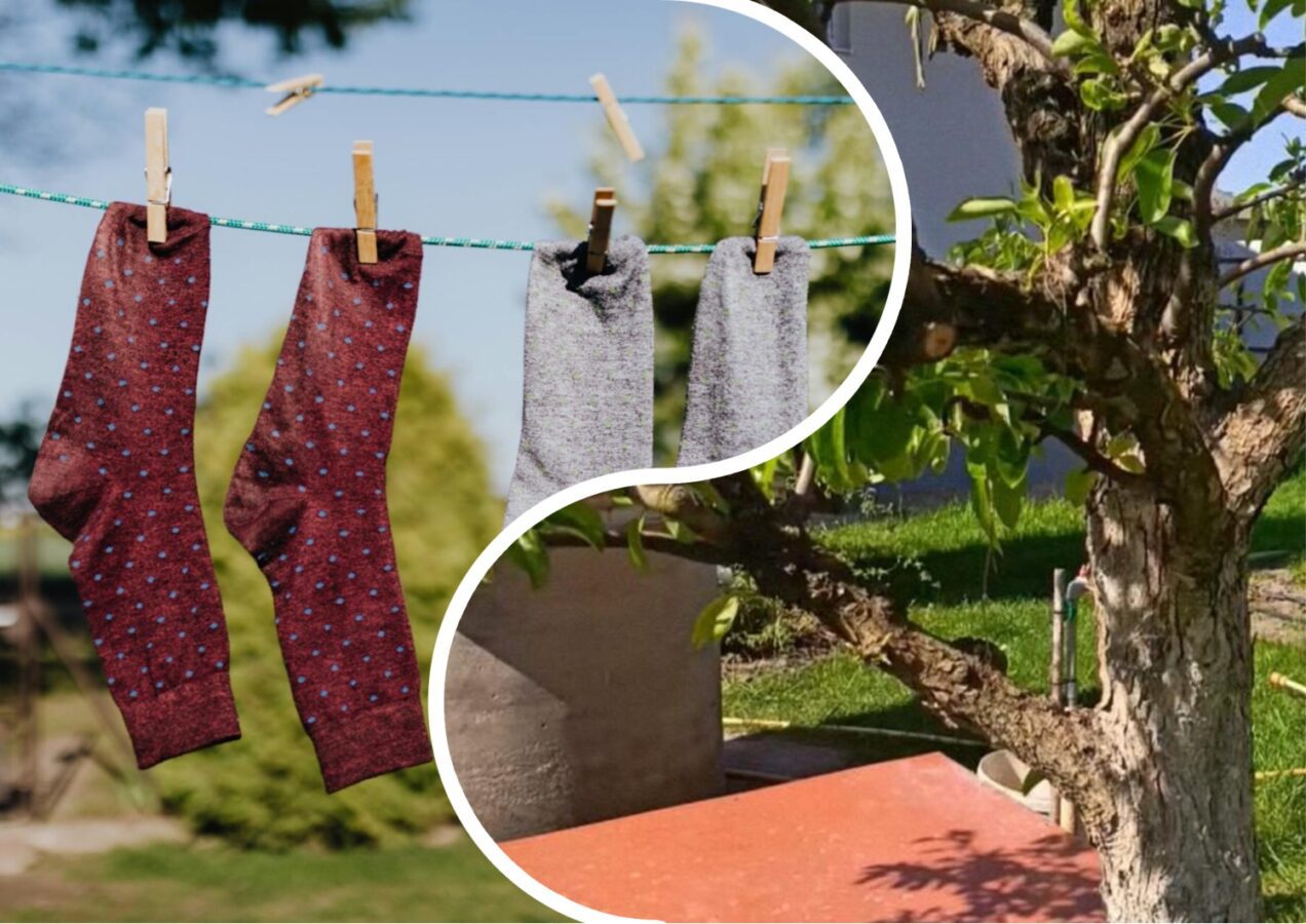 Садівники розповіли, як за допомогою шкарпеток захистити дерева від шкідників