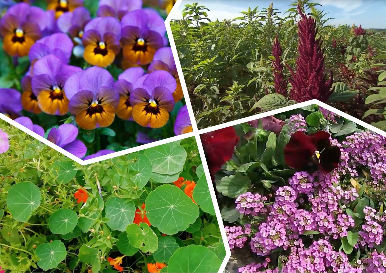 Експерти розповіли, чим підживити квіти восени