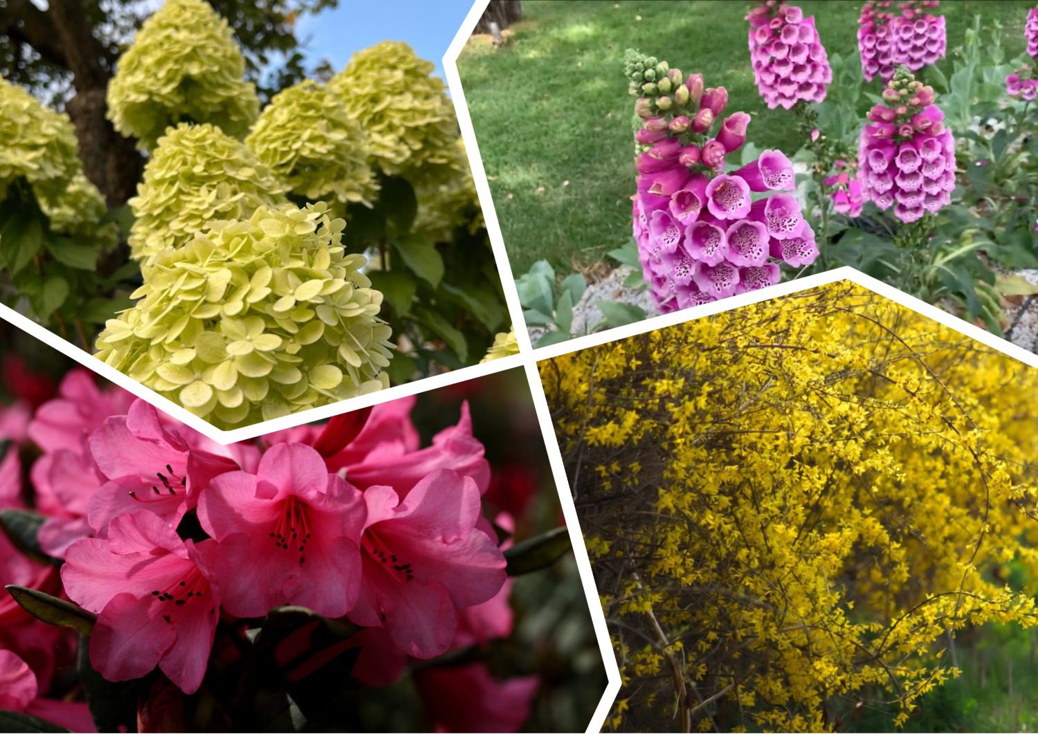 Садівники розповіли, які рослини не можна обрізати восени