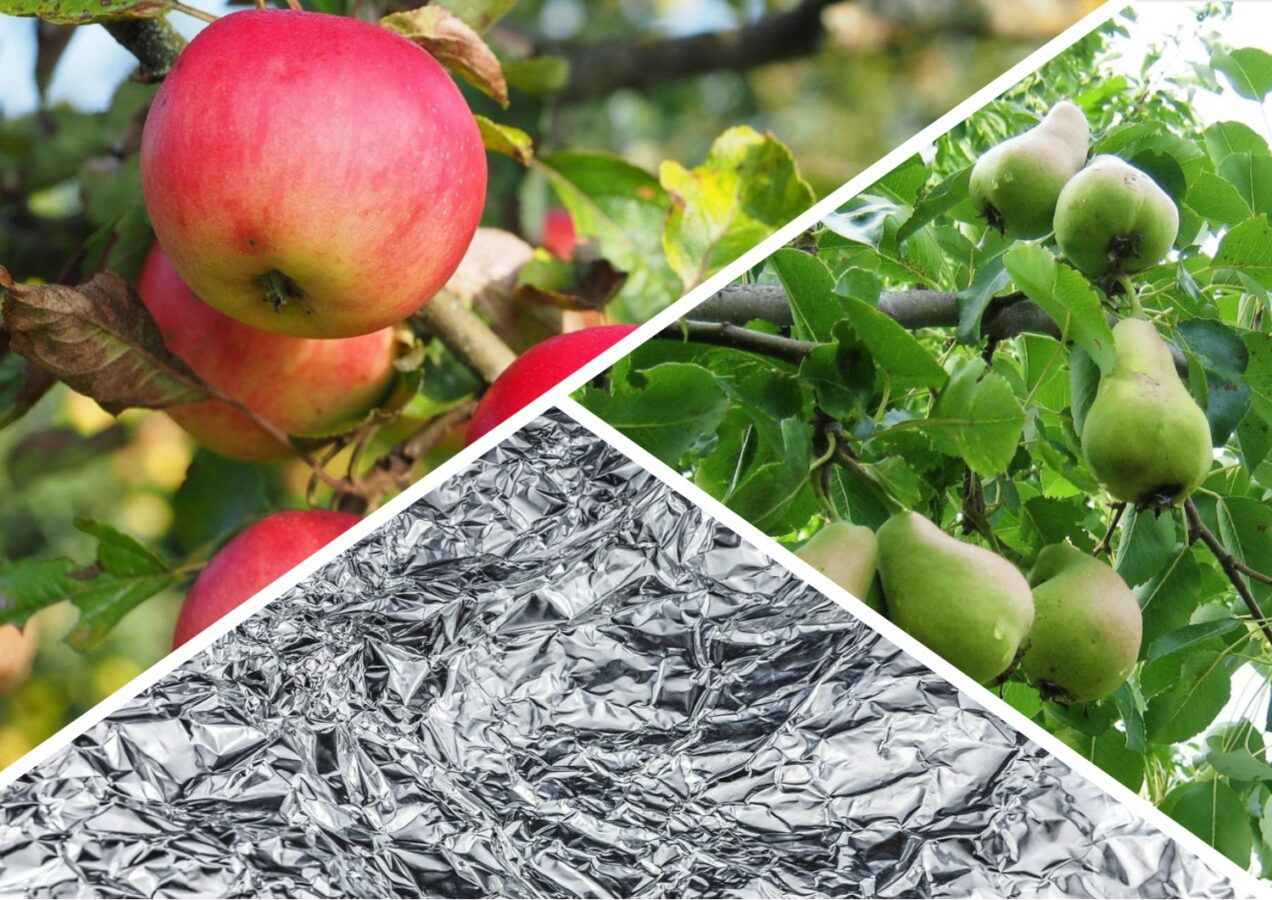 Садівники розповіли, навіщо потрібно розвішувати фольгу на плодових деревах