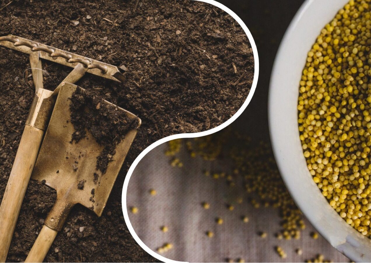 Городники розповіли, яка крупа покращує якість ґрунту