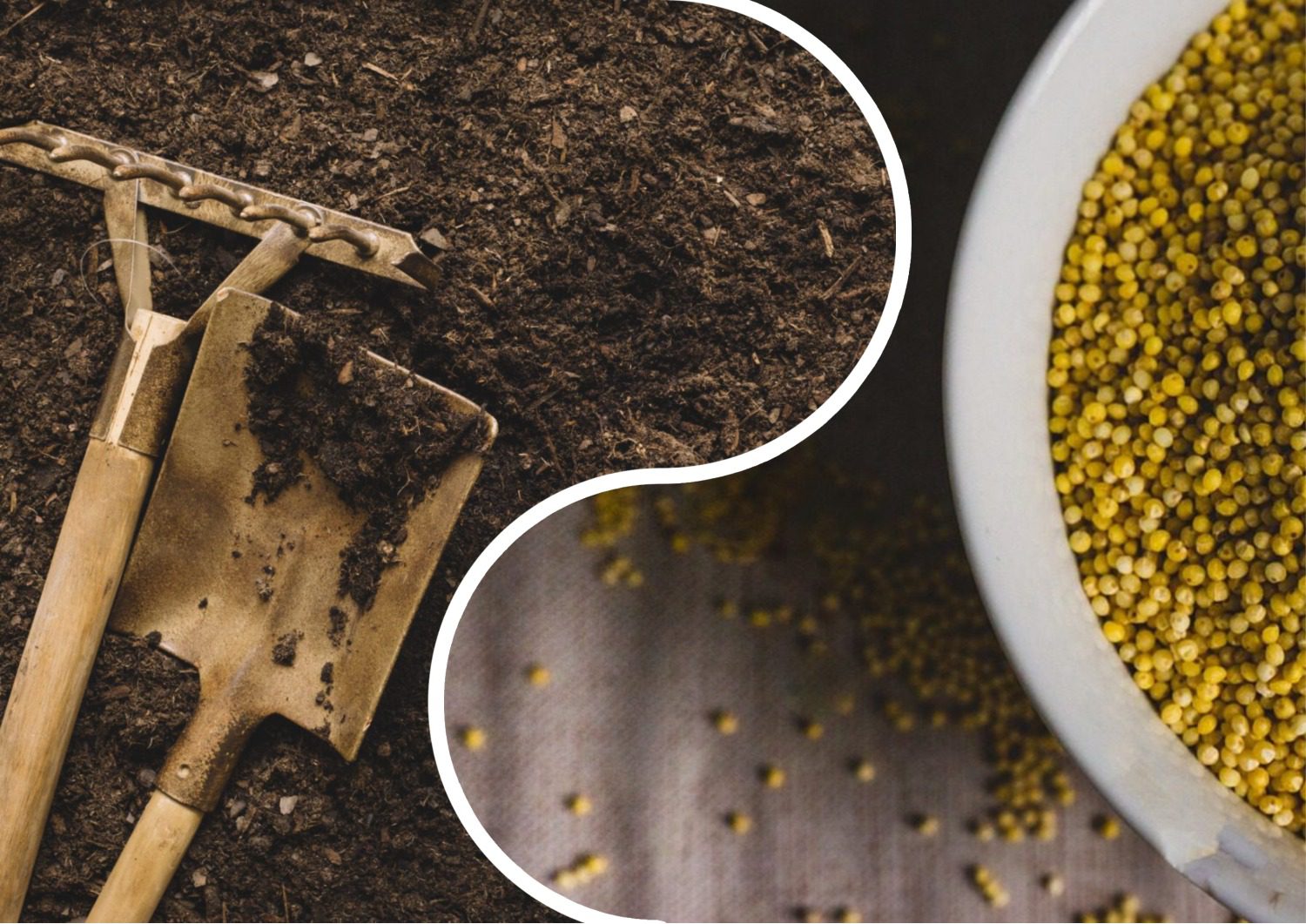 Городники розповіли, яка крупа покращує якість ґрунту