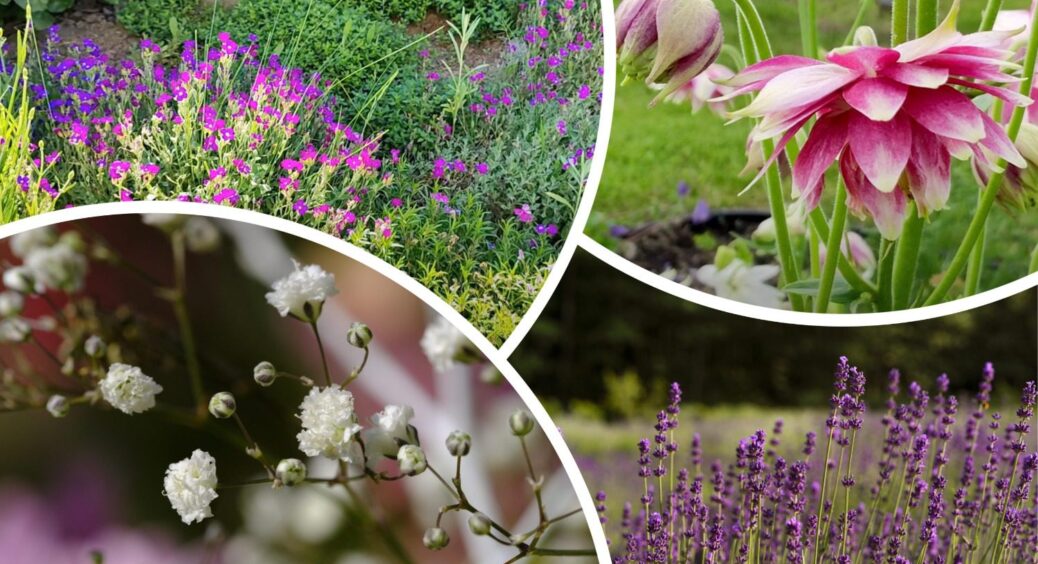 Ці 4 багаторічники сіяла і буду сіяти: у жовтні працюю “на клумбу”, а навесні вона працює на мене 