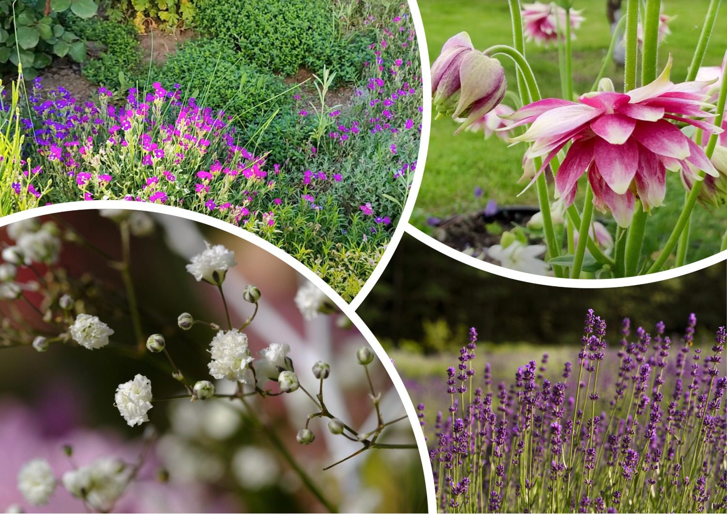 Квітникарі поділилися назвами багаторічників, які можна сіяти у жовтні