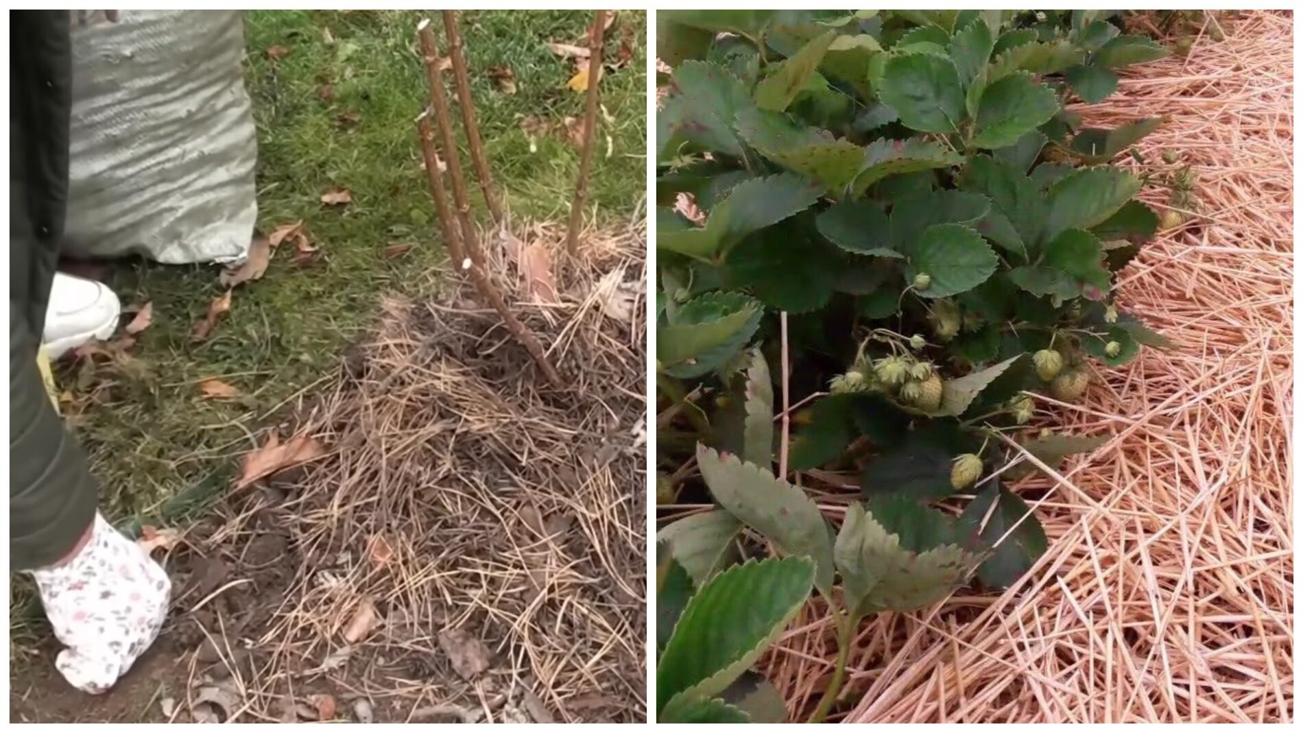 Городники розповіли, які види мульчі підходять не для всіх культур