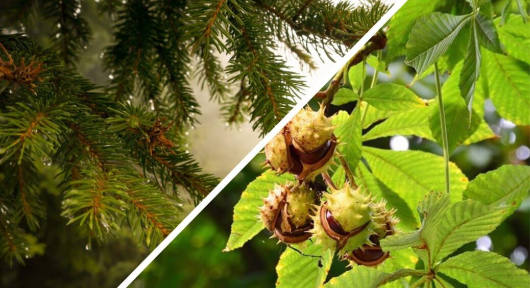 Сусідка висадила ці рослини на ділянці і 10 разів пожалкувала: головного болю додалося – бо псують фундамент 