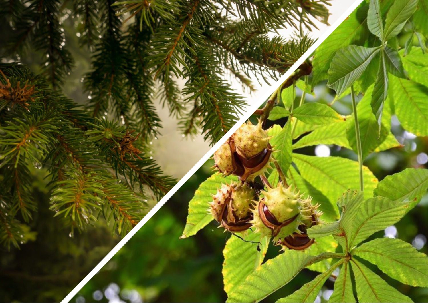 Садівники поділилися назвами рослин, які псують фундамент