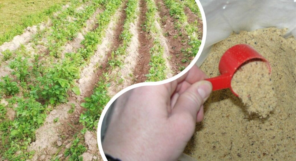 Поки це “золото” на знижках, запасаюсь на весну: городина “верещатиме” від такої поживи – лише 25 грн за кг 