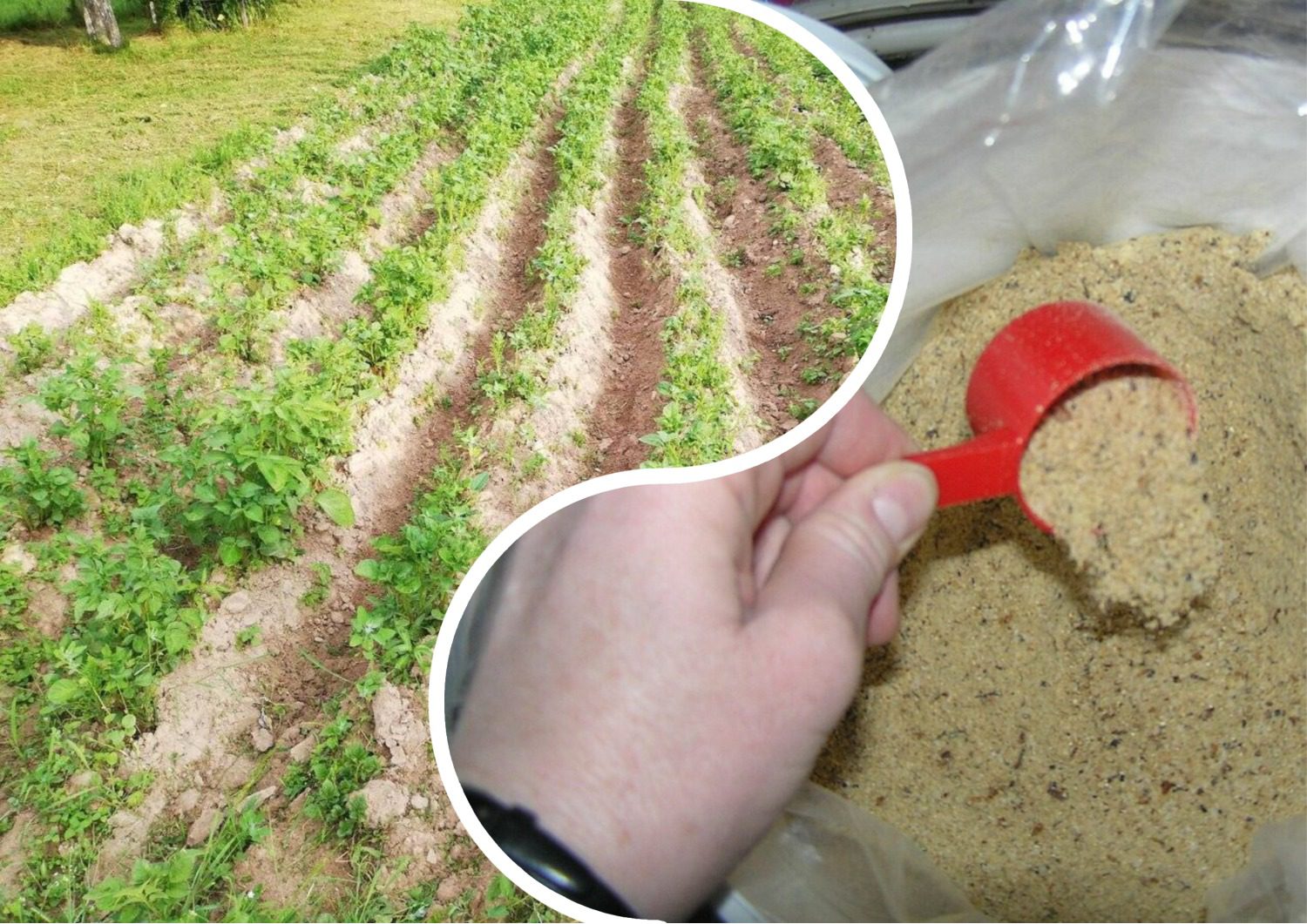 Городники розповіли, яким добривом потрібно запасатися вже зараз