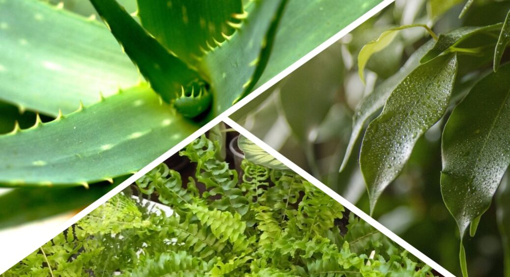 Забула про токсичні спреї: ці 3 рослини замінили всі освіжувачі повітря – навіть в туалеті після чоловіка 