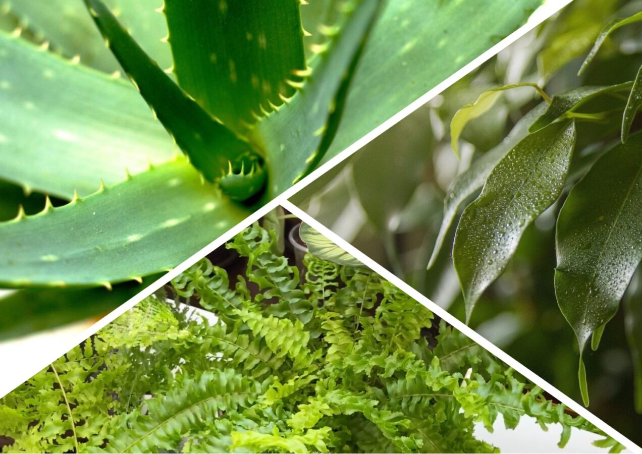 Господині поділилися натуральною альтернативою освіжувачам повітря