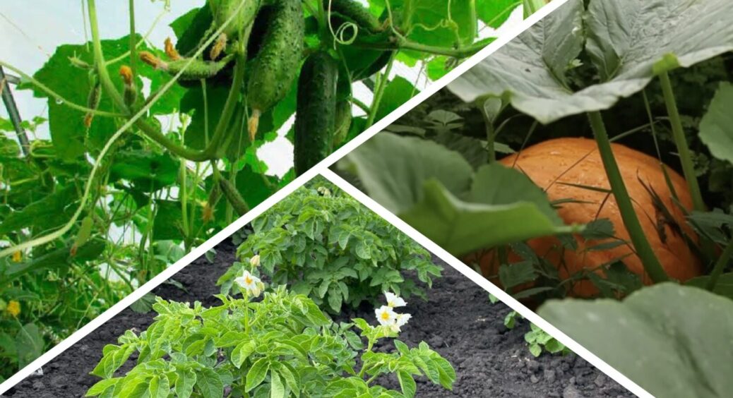 Ці 3 культури не можна садити поруч, кажуть агрономи: одна з них “краде” вологу і знижує врожайність на 50% 