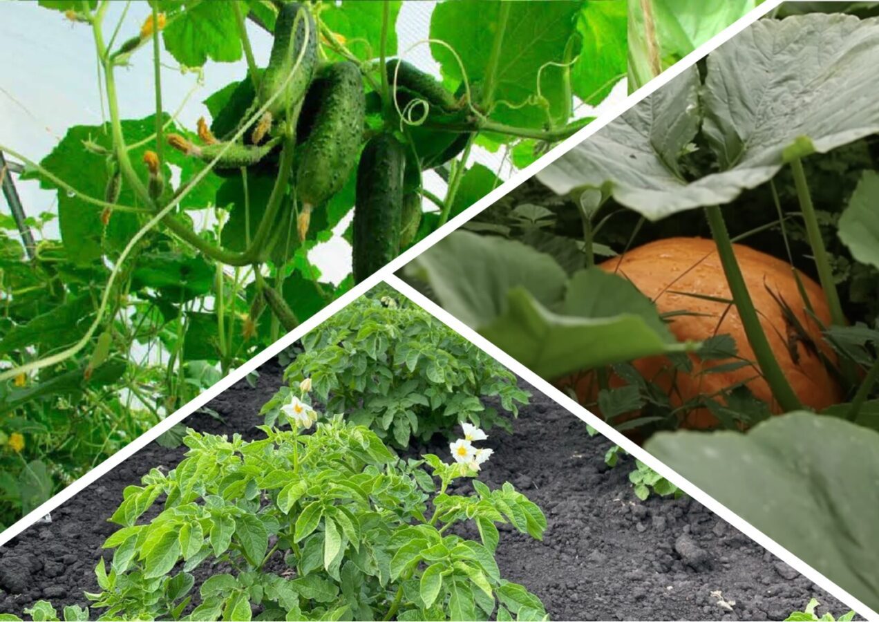 Садівники розповіли, які культури категорично не можна садити поруч