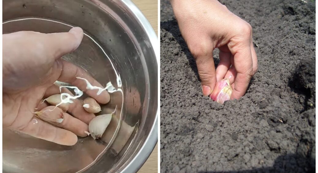1 ст. ложка на 3 л води – і озимий часник проростає з подвійною силою: замочую зубчики в цьому розчині 